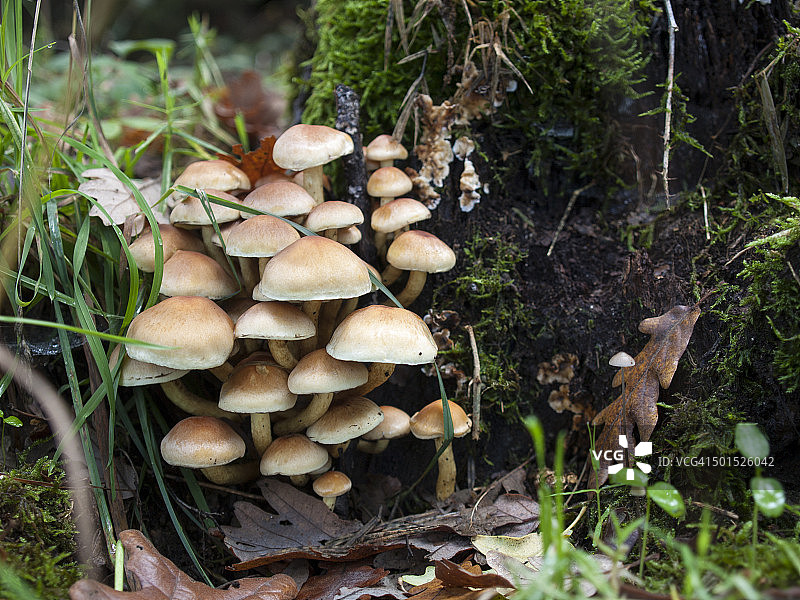 森林的蘑菇图片素材
