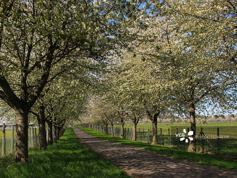 道路两旁是盛开的野樱桃树图片素材