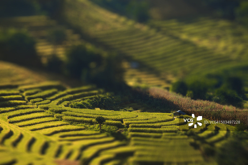 泰国清迈的稻田图片素材