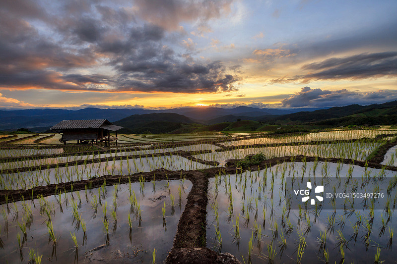泰国清迈的稻田图片素材