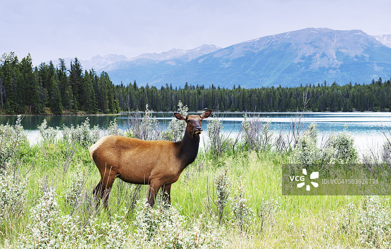 加拿大贾斯帕国家公园，雌麋鹿站在湖边图片素材
