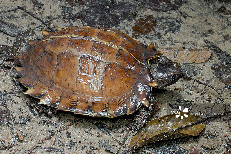 近距离图片的一个刺龟(棘龙)在森林地板上，Semenyih，雪兰高，马来西亚。图片素材