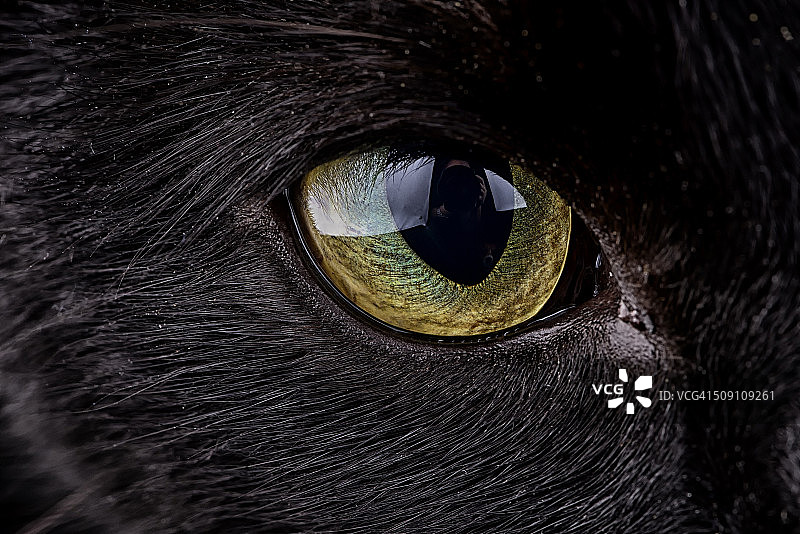黑猫的眼睛图片素材