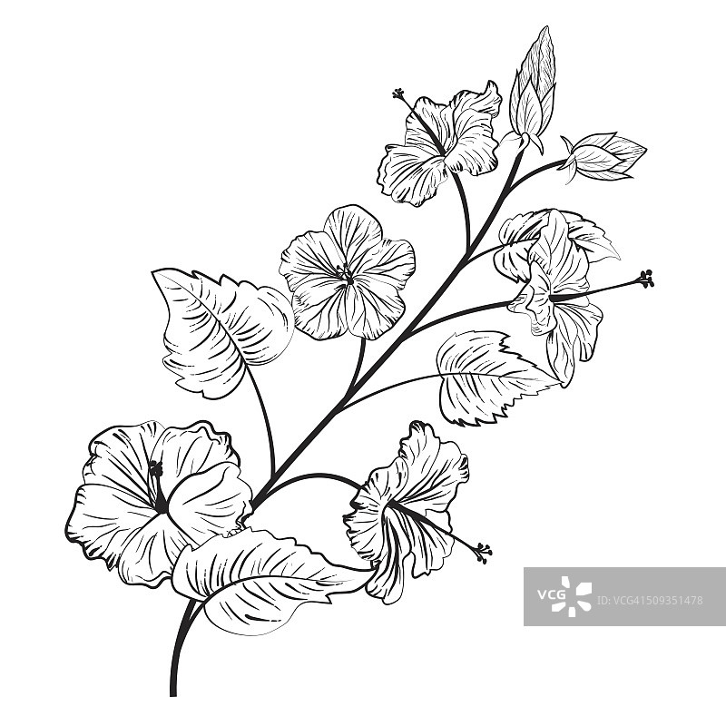 木槿花植物风格插图图片素材