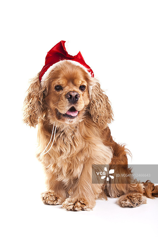 美国可卡犬圣诞狗图片素材