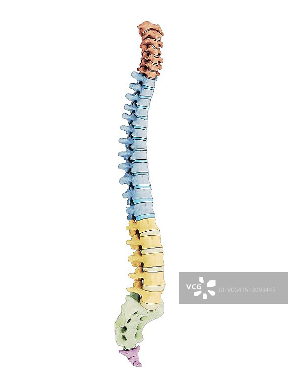 人类的脊椎,艺术品图片素材