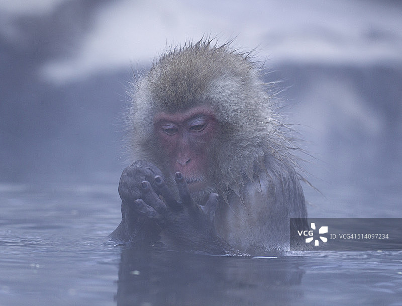 日本猕猴计数。图片素材