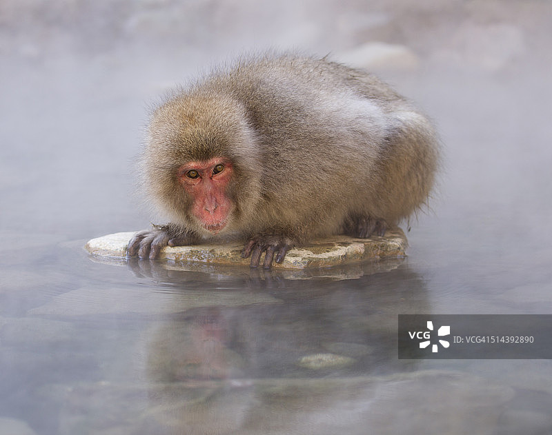 日本猕猴摆姿势。图片素材