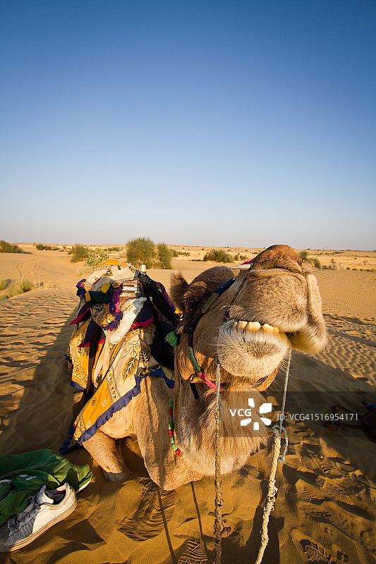 拉贾斯坦骆驼肖像图片素材