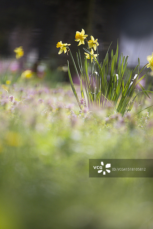 低角度视图的黄色水仙花在花园里。文本空间形象。图片素材