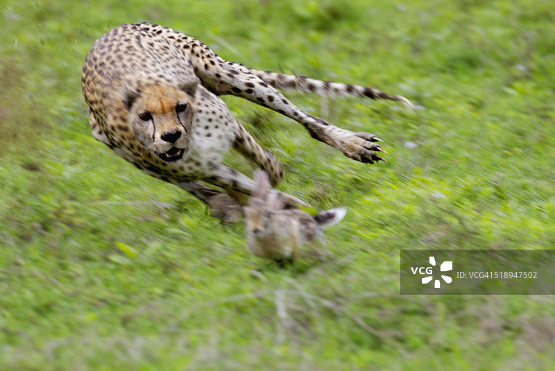 猎豹追赶非洲丛林野兔图片素材
