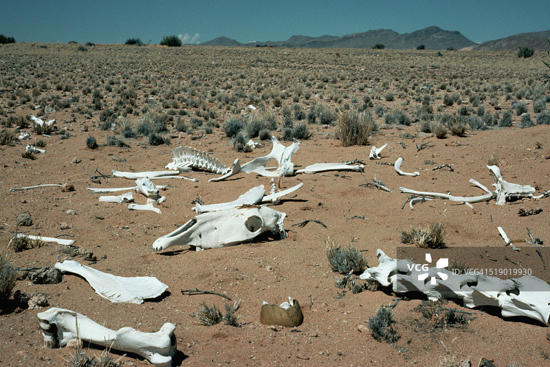 纳米布沙漠的大羚羊骨头图片素材