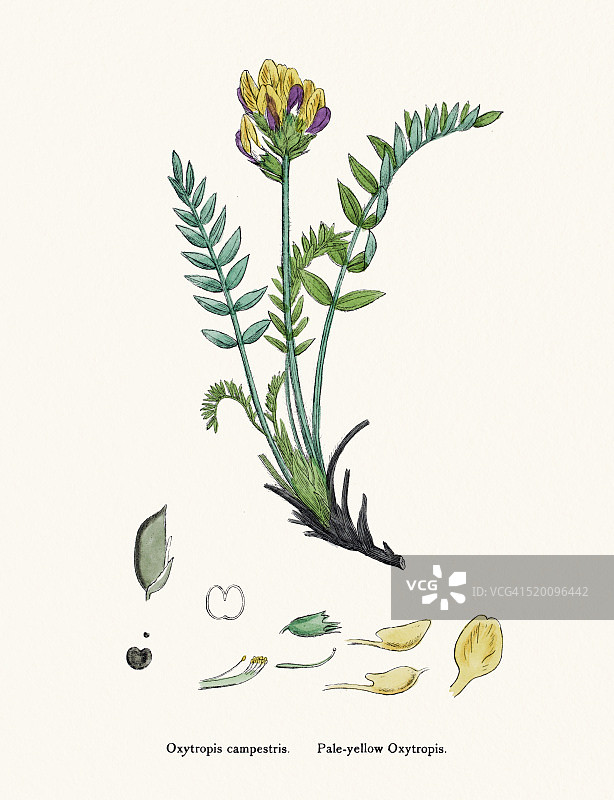 疯草植物19世纪插图图片素材