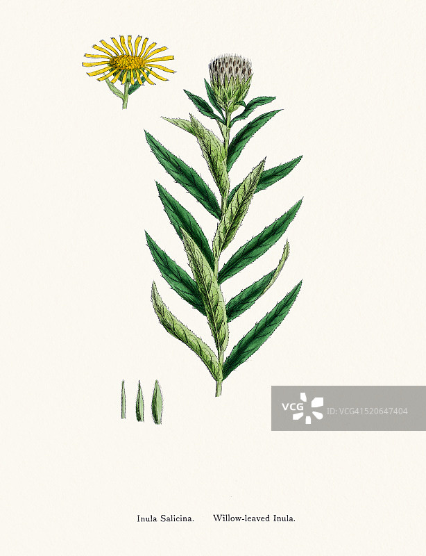 柳叶菊植物19世纪插图图片素材
