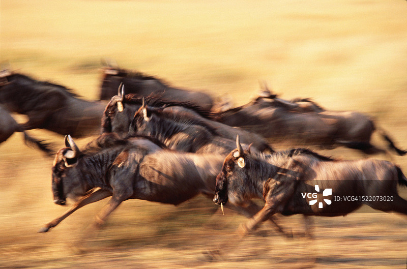 坦桑尼亚塞伦盖蒂国家公园里奔跑的一群gnus图片素材