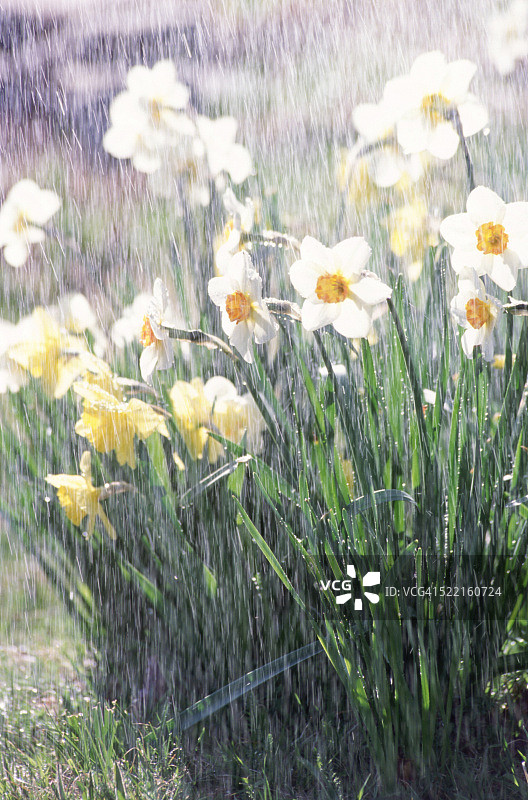 雨水倾泻在水仙花上图片素材