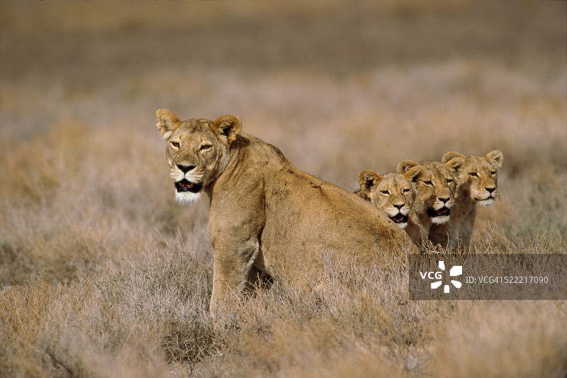坐在草地上的母狮和幼崽图片素材