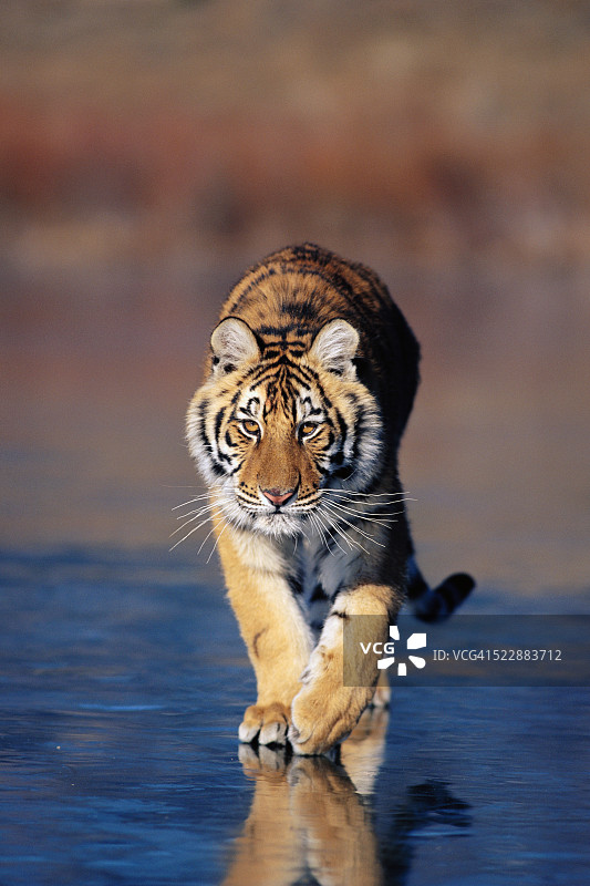 老虎在潮湿的地面上行走图片素材