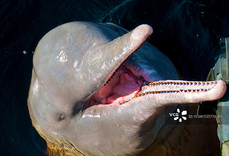 亚马逊河海豚图片素材