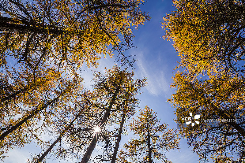 秋天在山上的落叶松图片素材