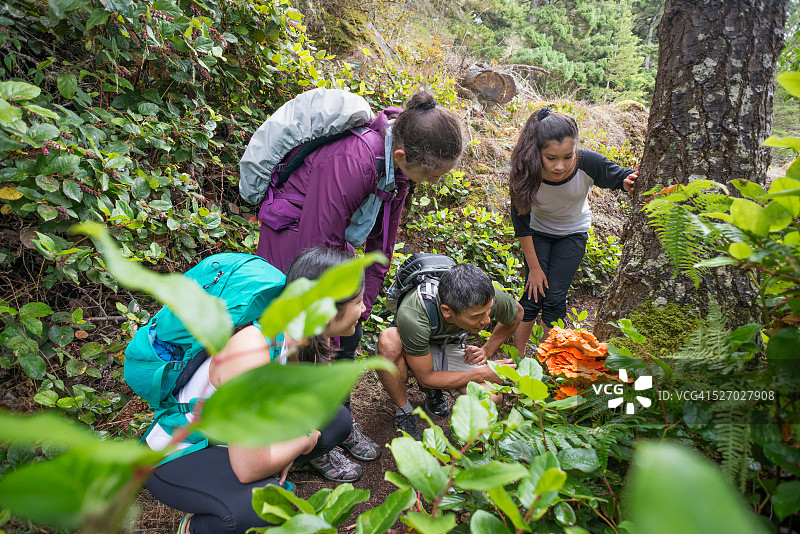 背包客在森林里徒步旅行时，正在检查一种可食用的橙色蘑菇图片素材