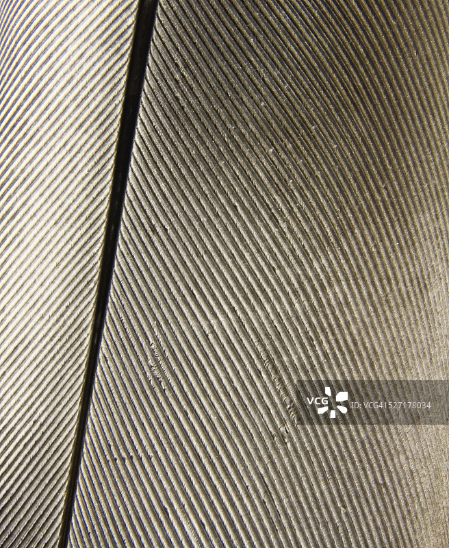 内森·格里菲斯的鸽子羽毛图片素材