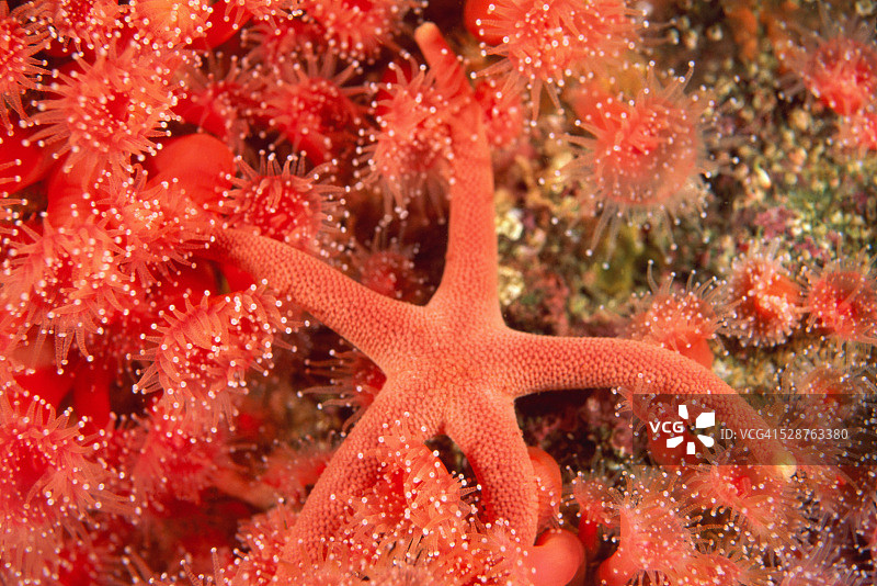 海星和角孔珊瑚图片素材