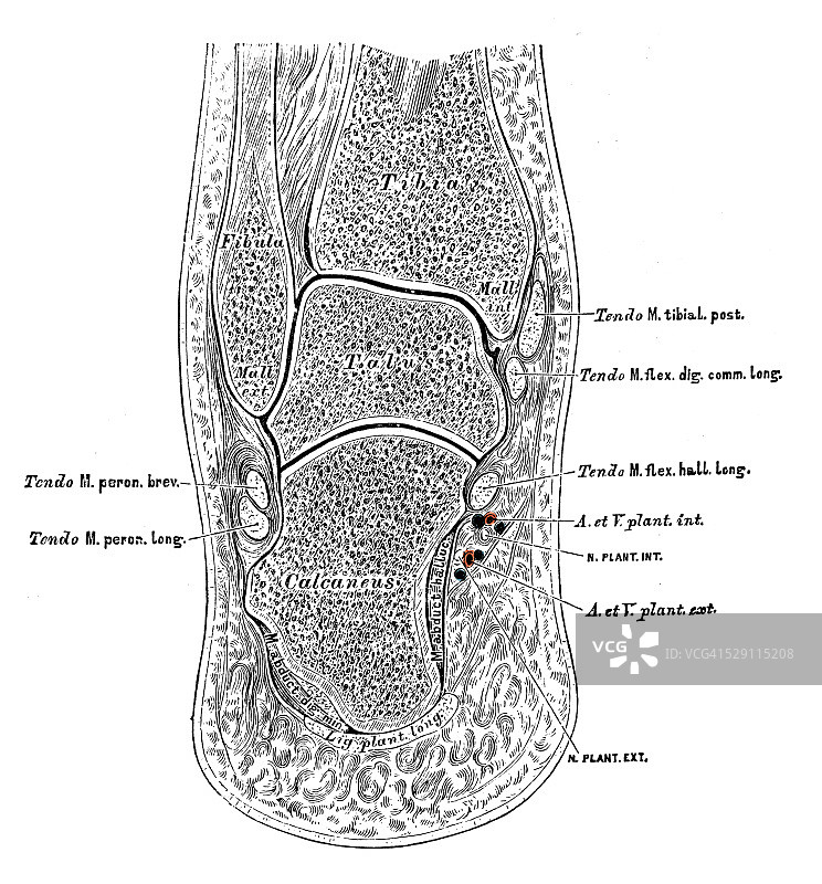人体解剖学科学说明:足部肌肉图片素材