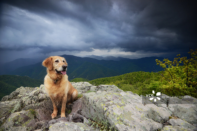 在风暴云的背景上的金毛猎犬图片素材