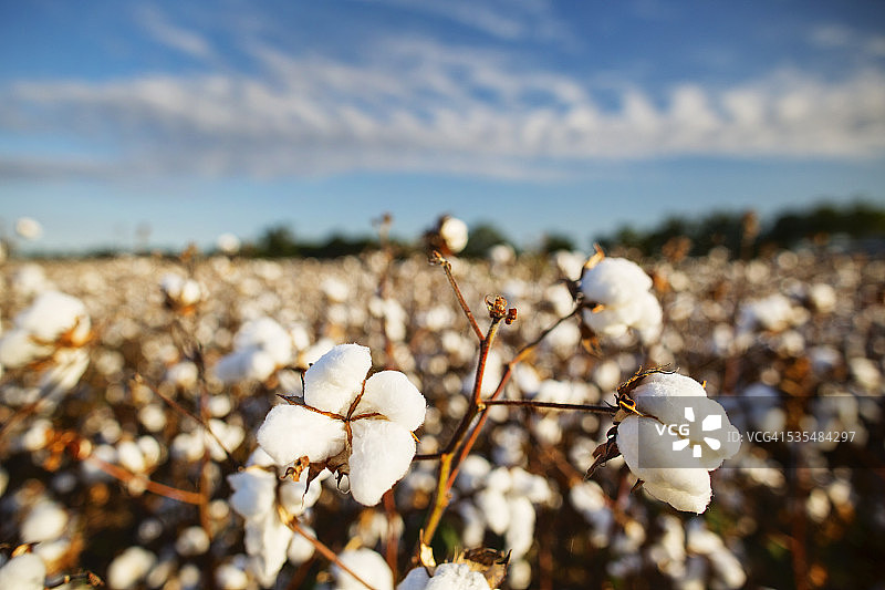 路易斯安那州南部的棉花田图片素材