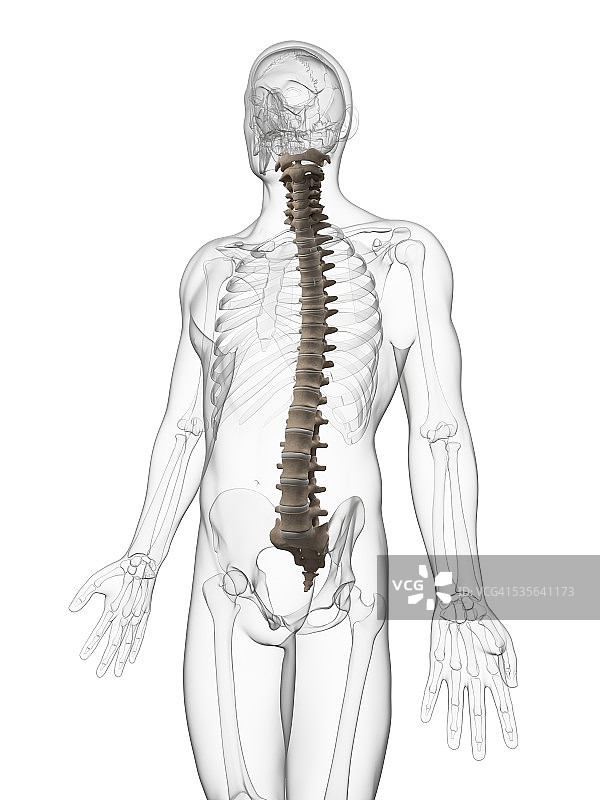 人类的脊椎,插图图片素材