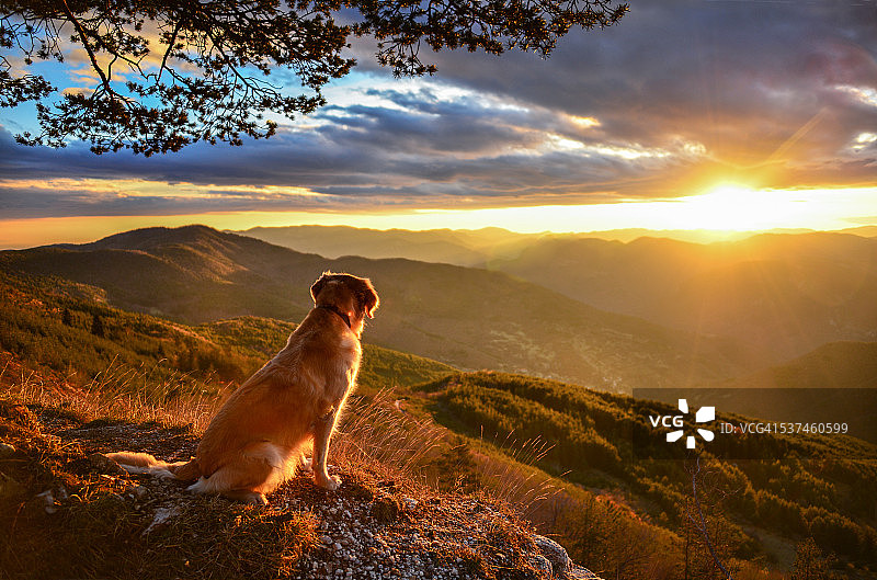 金毛猎犬在山上看日出图片素材