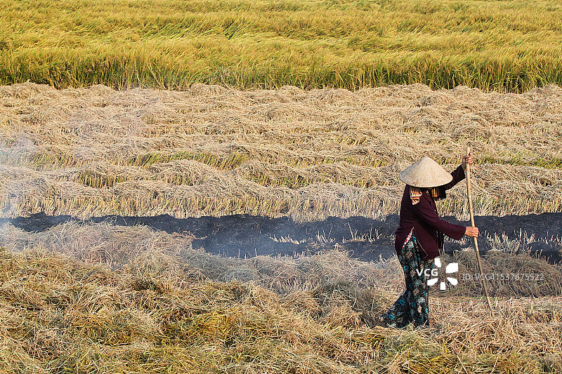 越南顺化市，收割后的稻田图片素材