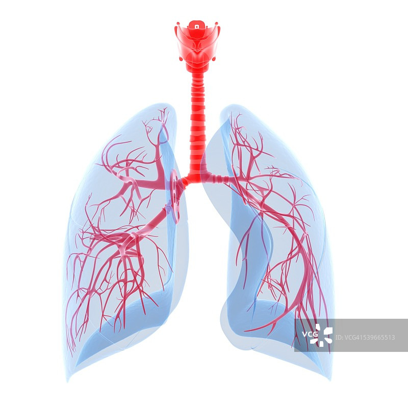 人类的肺,插图图片素材