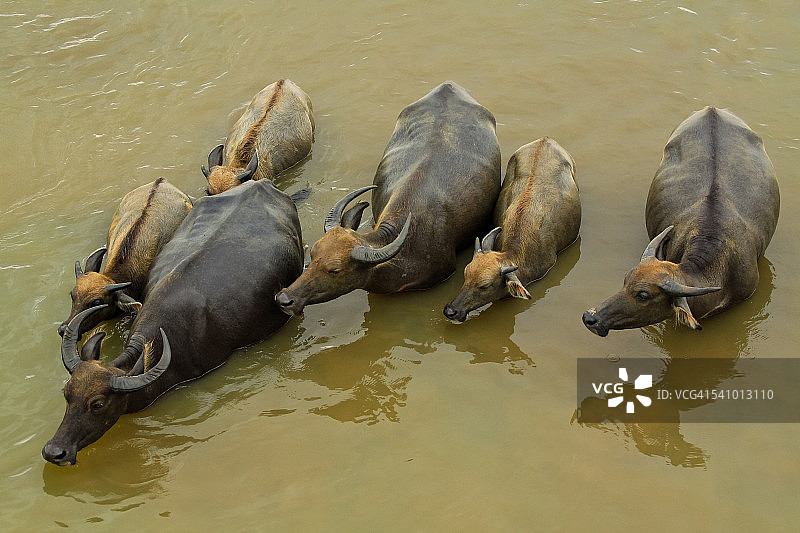 越南水牛的生活图片素材