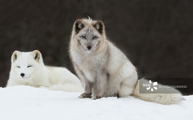 北极狐图片素材