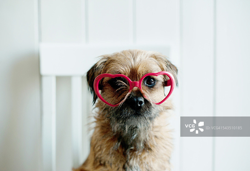 戴着红心型眼镜的狗图片素材