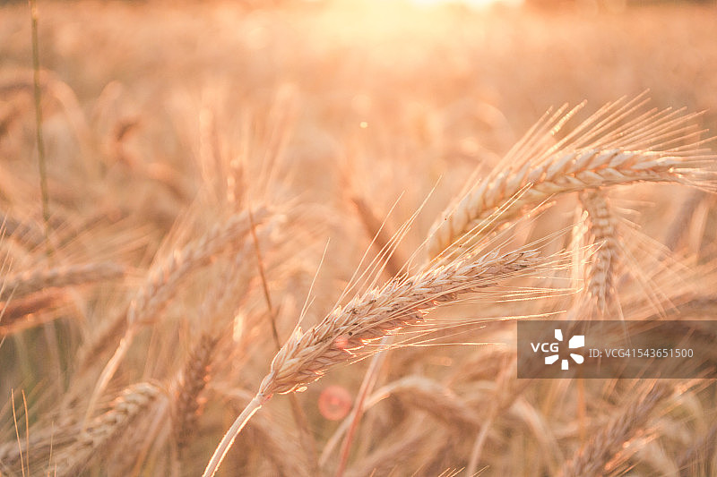 麦田里的麦穗，复古的夕阳背景图片素材