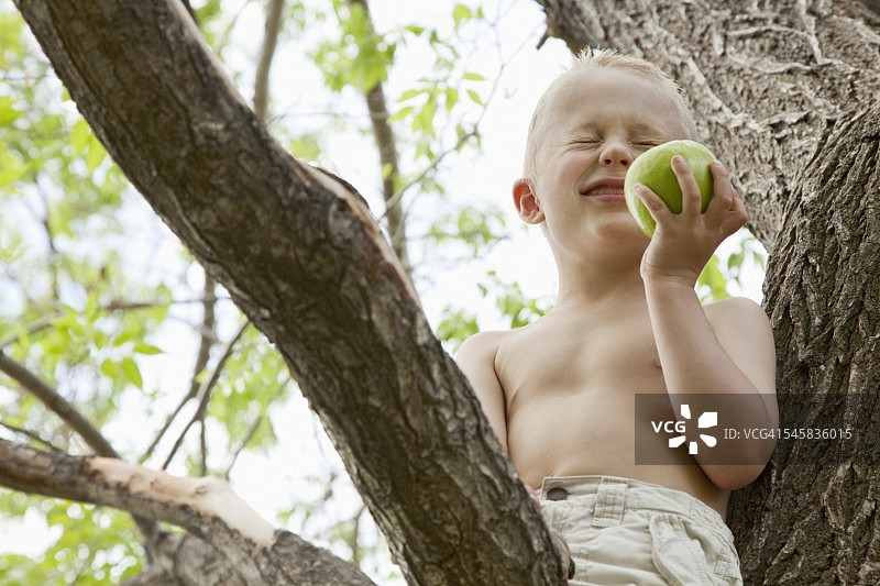小男孩在树上吃苹果图片素材