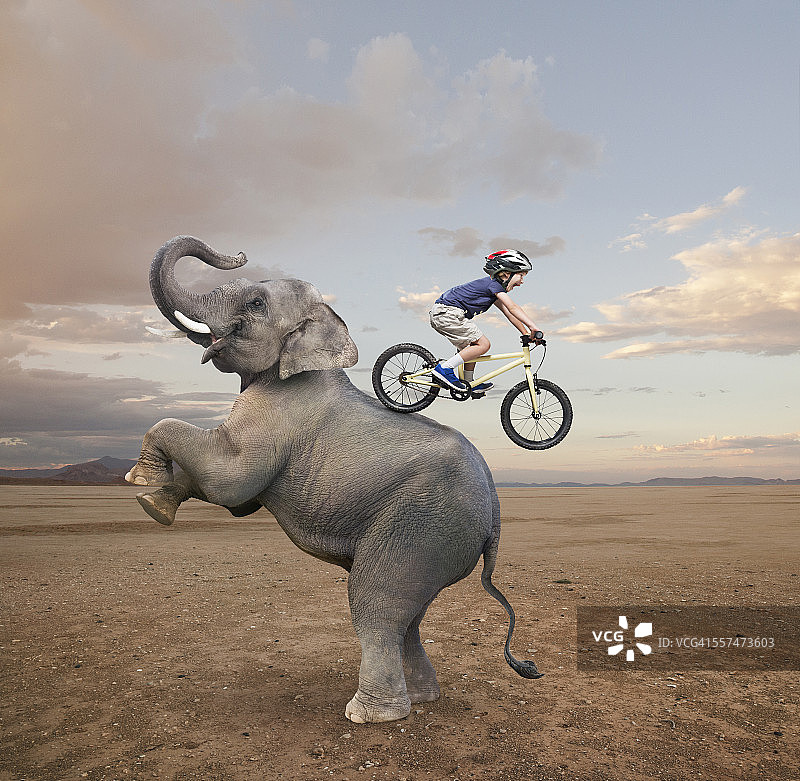 一个白人男孩骑着山地车骑在大象背上图片素材