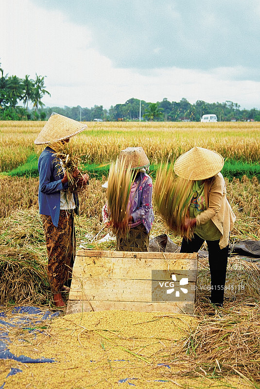 印度尼西亚的巴厘岛，农民在收割大米图片素材