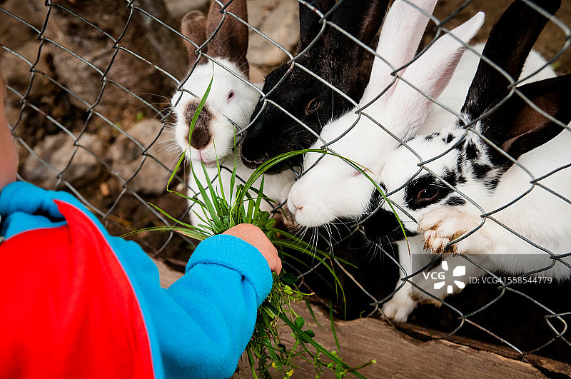 婴儿喂养兔子图片素材