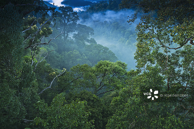 乌鲁坦布隆国家公园林冠漫步的丛林景象图片素材