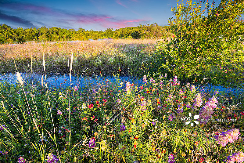 德克萨斯州的野花在日出图片素材