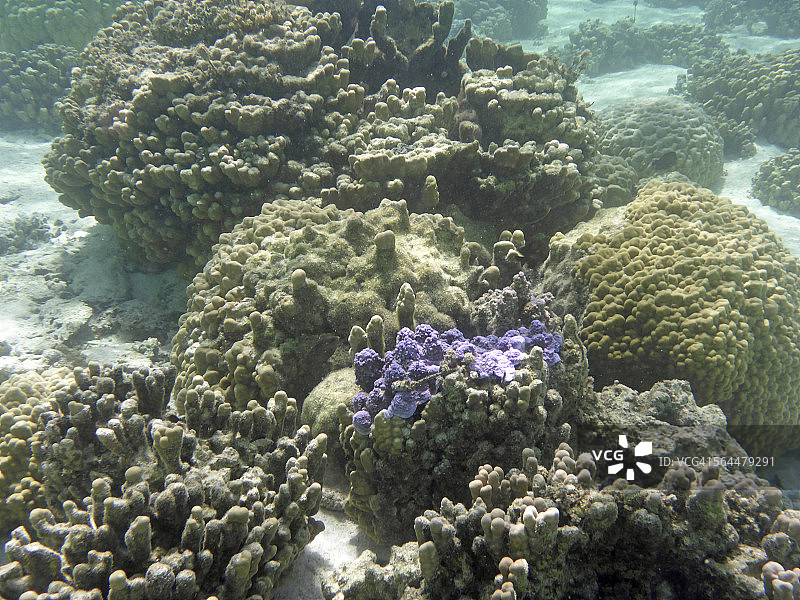 珊瑚花园，波拉波拉泻湖图片素材