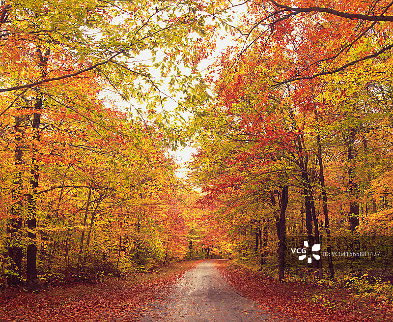 秋天的树木在森林里的土路上图片素材