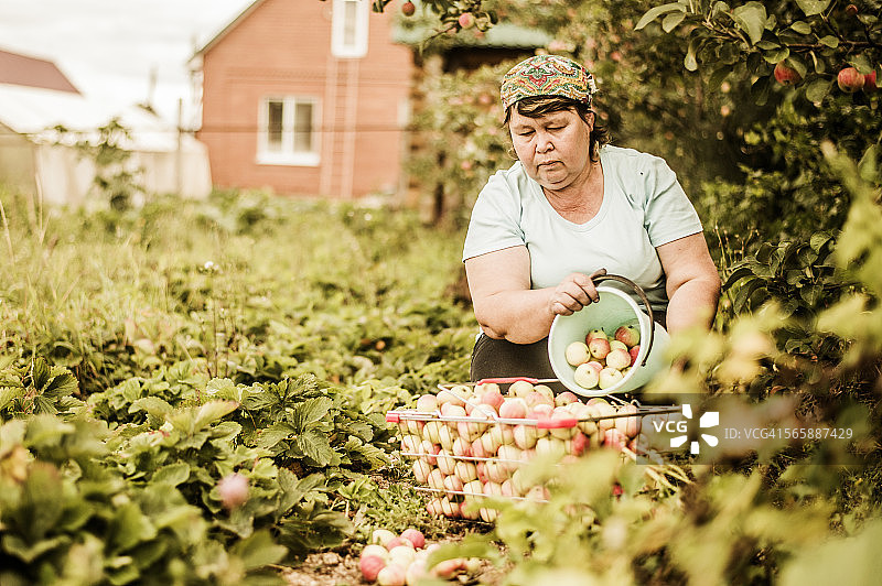 一个在农场摘苹果的白人妇女图片素材