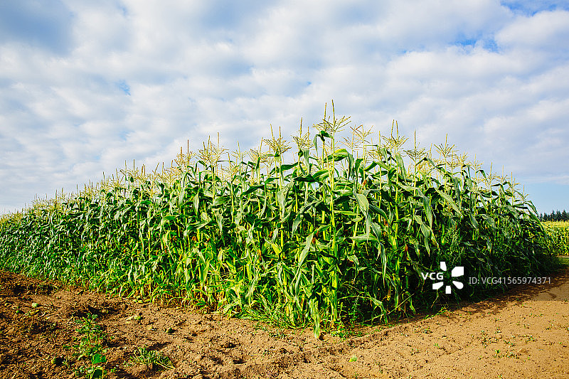 玉米秆生长在农村的农田里图片素材