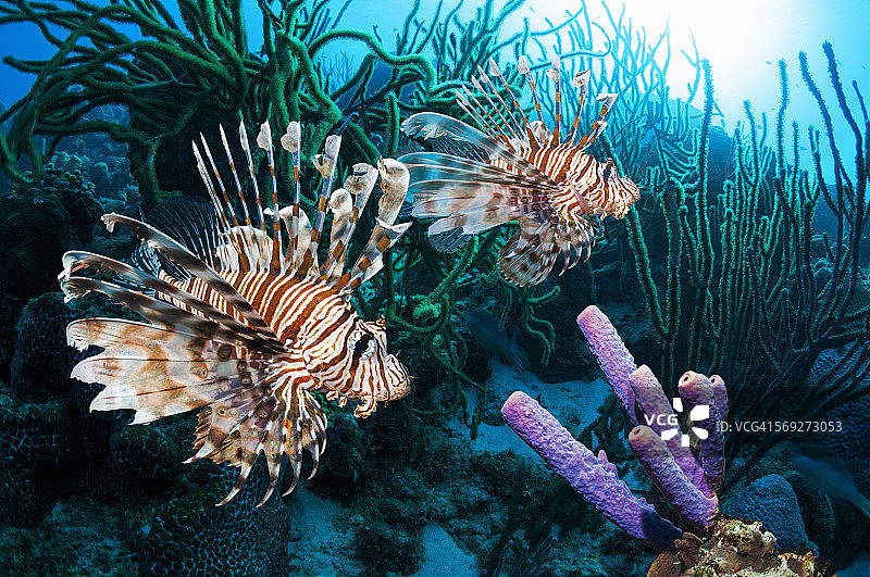 博内尔岛珊瑚礁上的狮子鱼图片素材