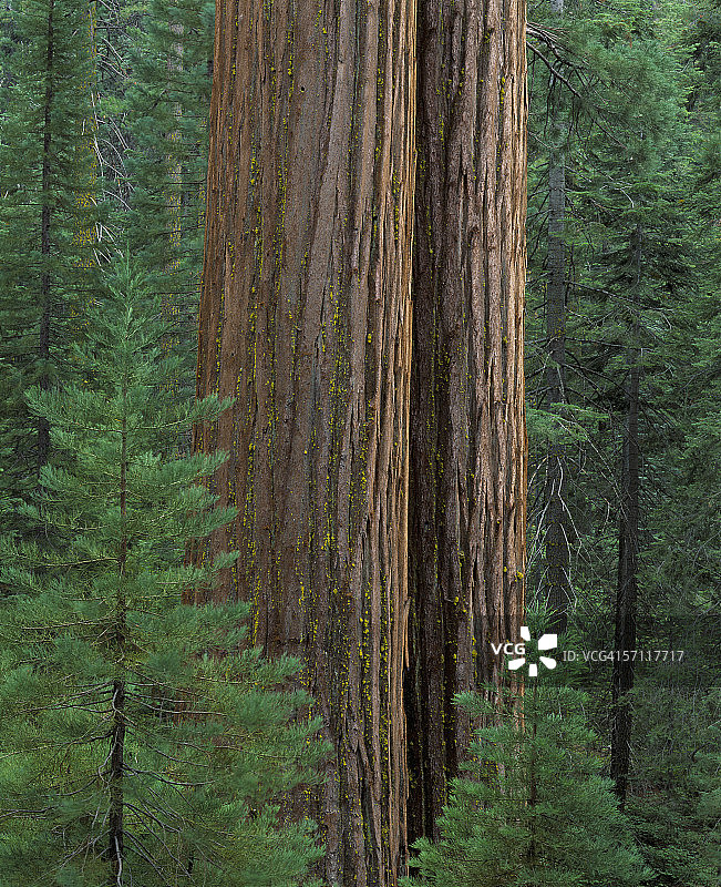 老红杉的两侧是小树苗。约塞米蒂国家公园，加利福尼亚州，北美。图片素材